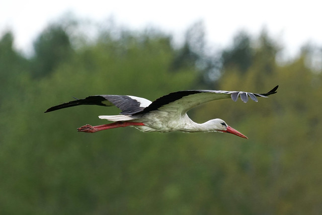 Stork (Bocian)