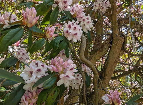 Rhododendrons, Balbirnie, Fife
