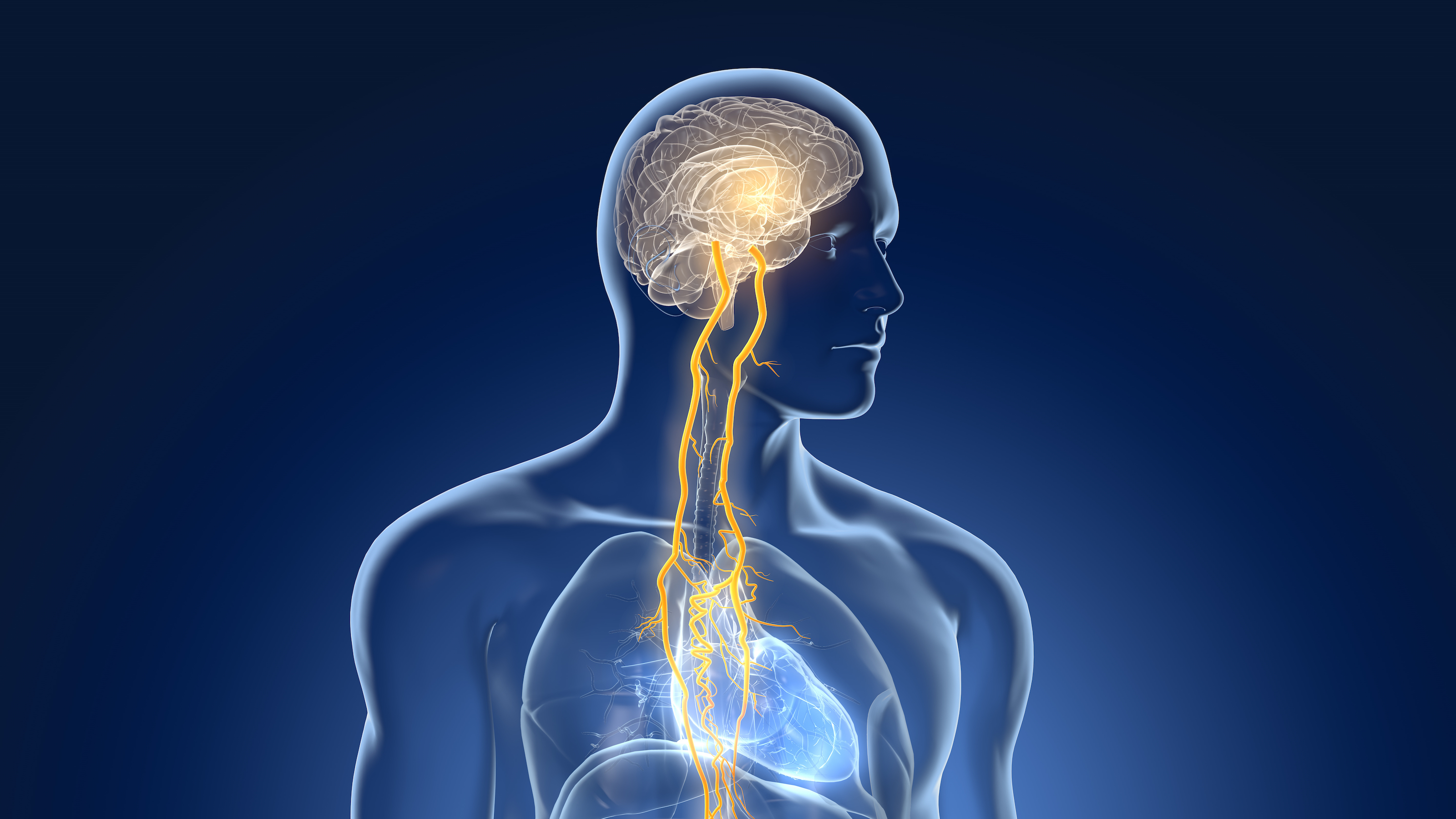 The illustration showing brain and vagus nerve