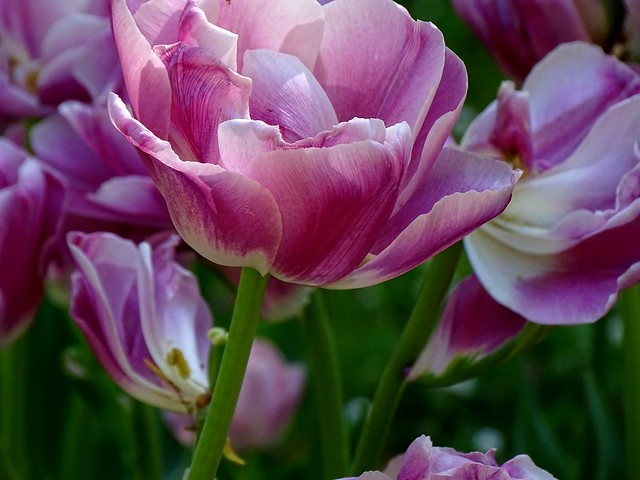 Flower photography /Tulip
