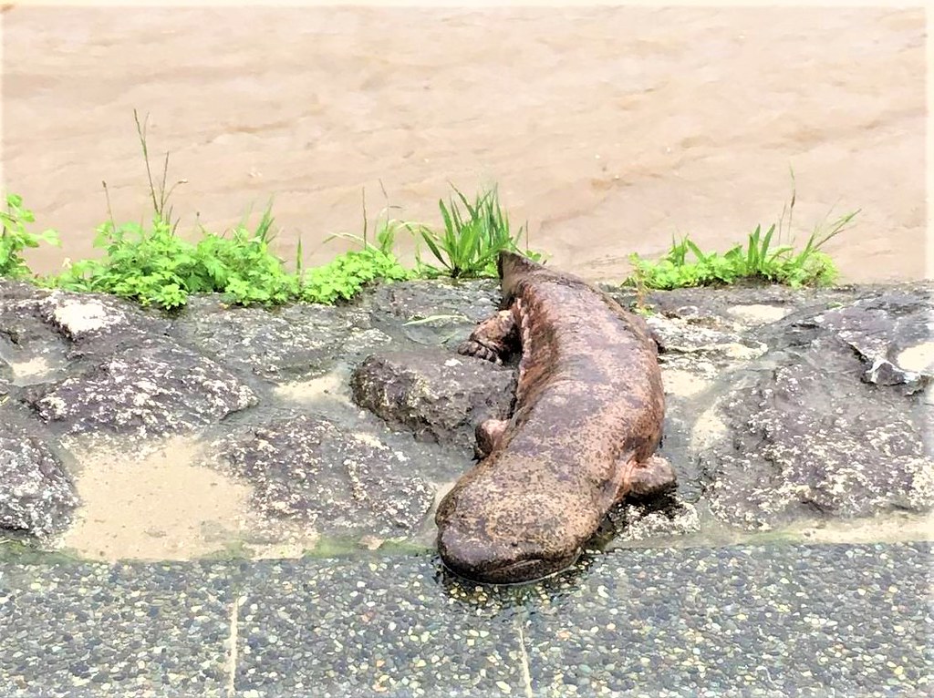 Andrias japonicus --  Japanese Giant Salamander resting beside the Yodo River after a typhoon