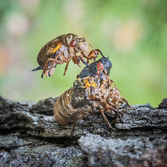 Periodic cicada emerging from exoskeleton