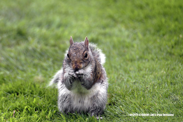 A Squirrel's prayer (A message to mankind)  -  (Selected for FLICKR EXPLORE)