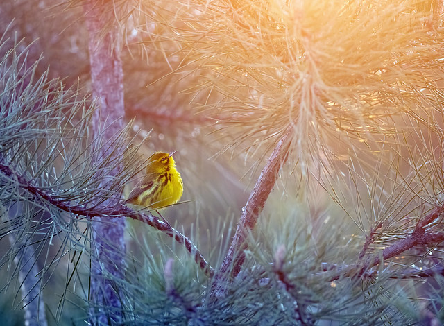 Prairie Warbler Greeting the Sun