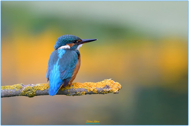 # Explore ... 11 ...  # Martin pêcheur d'Europe ( Alcedo atthis - Common kingfisher )