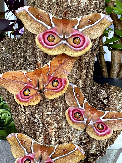 Madagascan Bullseye Moths