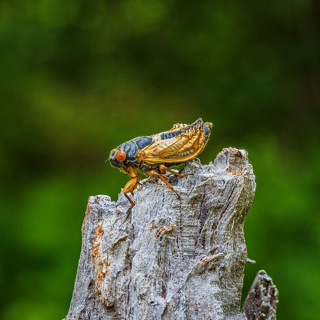 Periodic Cicada (Brood X)