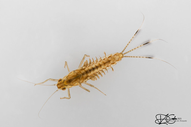 B57I8647-May-Fly-Larvae,-Cloeon-dipterum