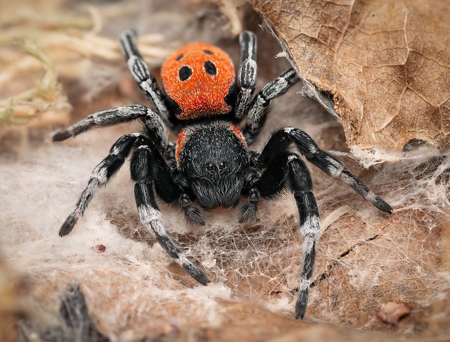 Male Velvet Spider (Eresus walckenaeri)
