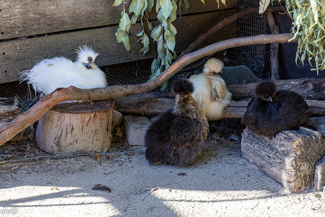 Lovely socially distanced Silkie chicken family portrait