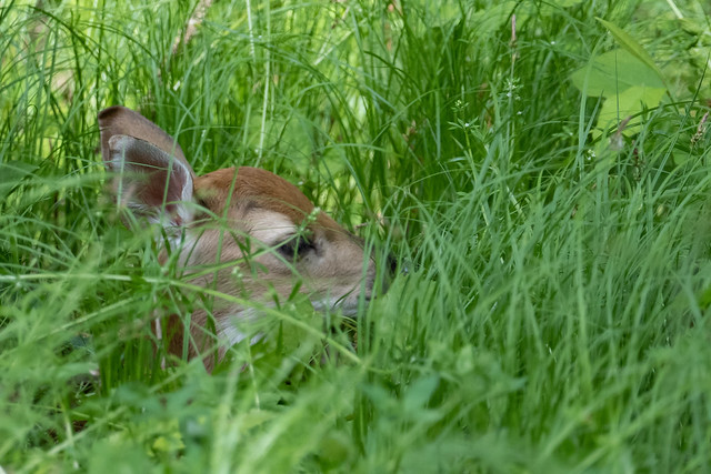 Fawn resting in the grass of our drain field