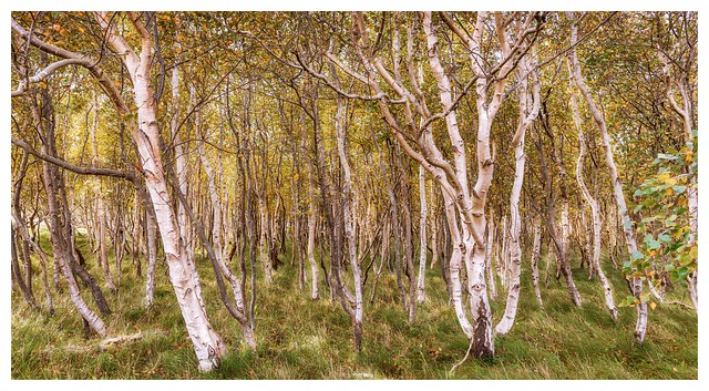 Birch grove (in explore)
