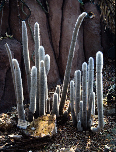 Cactus (4)