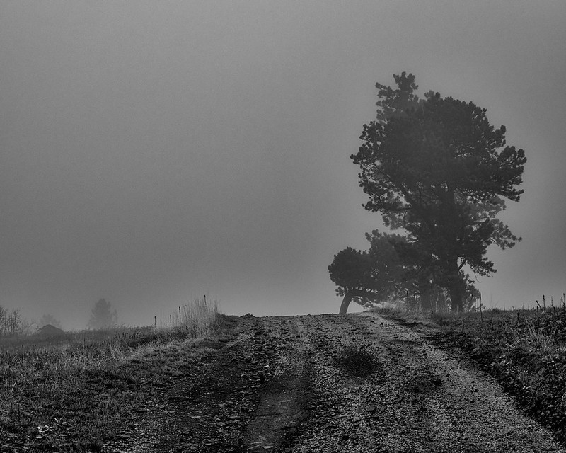 Forests and trees | Flickr