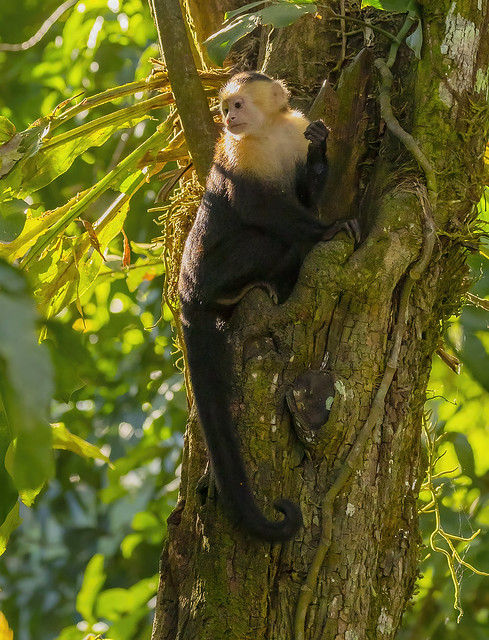 Panamanian White-faced Capuchin monkey (Cebus imitator)