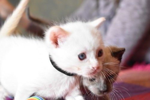 Chimo, gatito siamés Red Point súper guapo nacido en Abril´21, en adopción. Valencia. ADOPTADO. 51197149907_d2d7814ccf