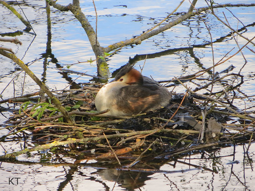 Nesting grebe | by Carine06