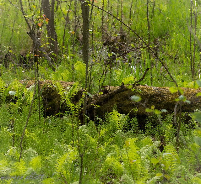 Ferns Of Green