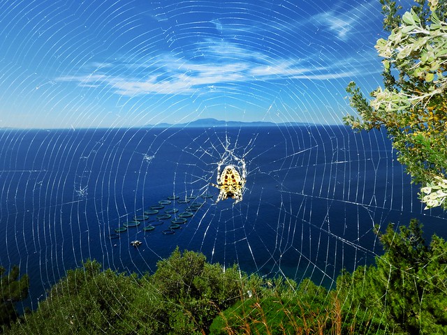🇬🇷the fragile spider web and the fragile earth..