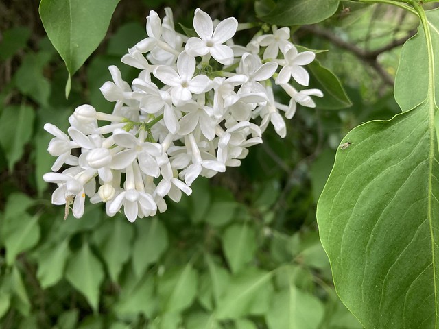White lilac, can you smell it?