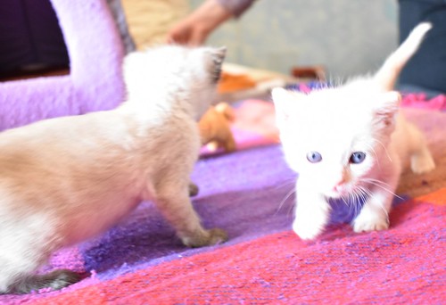 Chimo, gatito siamés Red Point súper guapo nacido en Abril´21, en adopción. Valencia. ADOPTADO. 51197864231_72634035e7