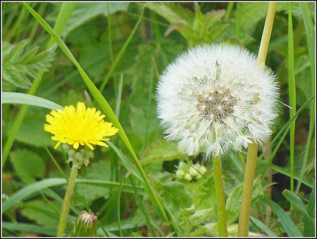 From Flower to Seed Head ..