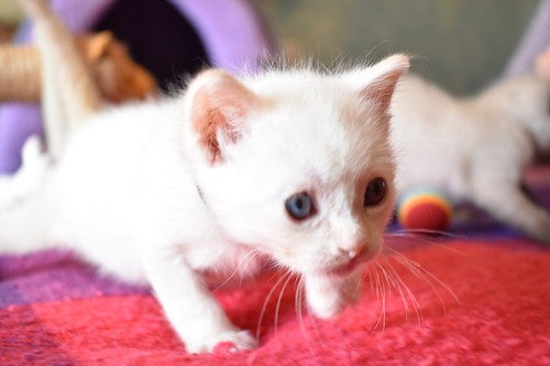 Chimo, gatito siamés Red Point súper guapo nacido en Abril´21, en adopción. Valencia. ADOPTADO. 51198071583_473f27d340