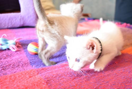 Chimo, gatito siamés Red Point súper guapo nacido en Abril´21, en adopción. Valencia. ADOPTADO. 51198072238_6ab2d087cf