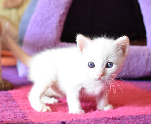 Chimo, gatito siamés Red Point súper guapo nacido en Abril´21, en adopción. Valencia. ADOPTADO. 51198072378_962d89a0e1
