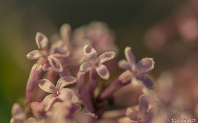 Lilacs / Lilas / Seringen