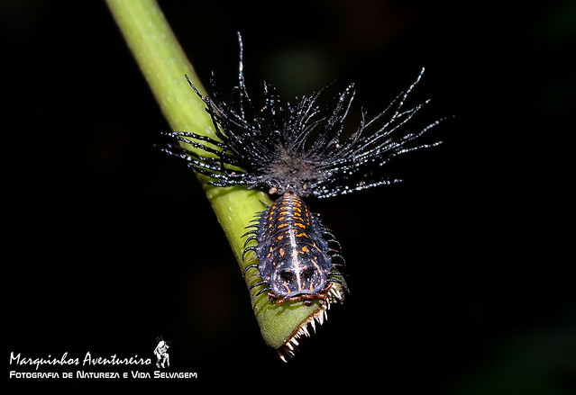 Paranota sp - Larva de Besouro (beetle larva)