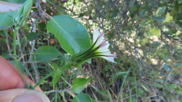 California Chicory (Rafinesquia californica, Asteraceae)