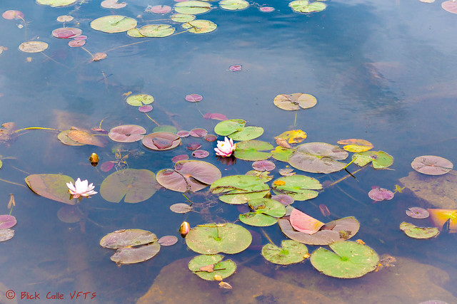 Flower Among Lily Pads