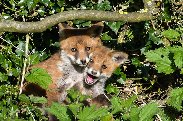 Two young fox cubs enjoying the evening sun in Tipperary