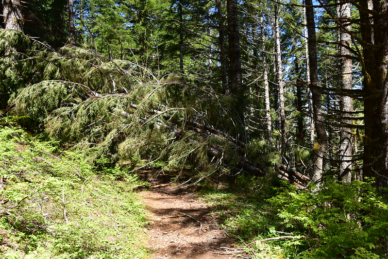 Mt. Hebo Hike