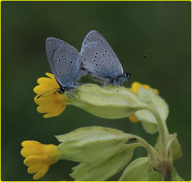 Small Blues - Copulating on Cowslip!