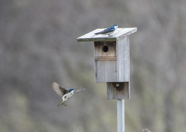 Nesting Swallows