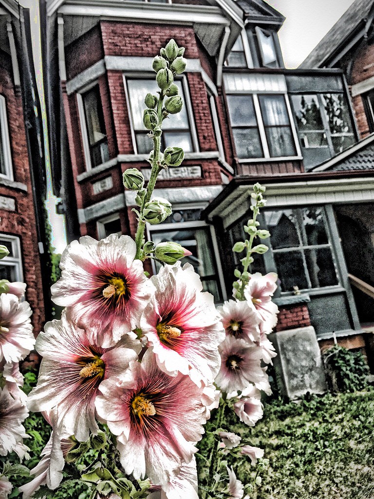 Toronto Ontario - Canada ~ Front Yard Garden ~ Hollyhock Flowers