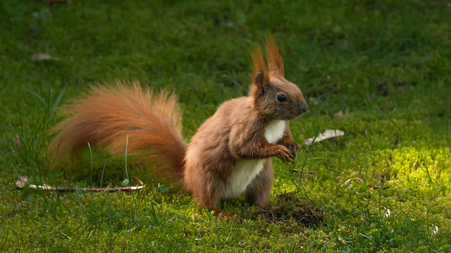 Eichhörnchen  /  Squirrel