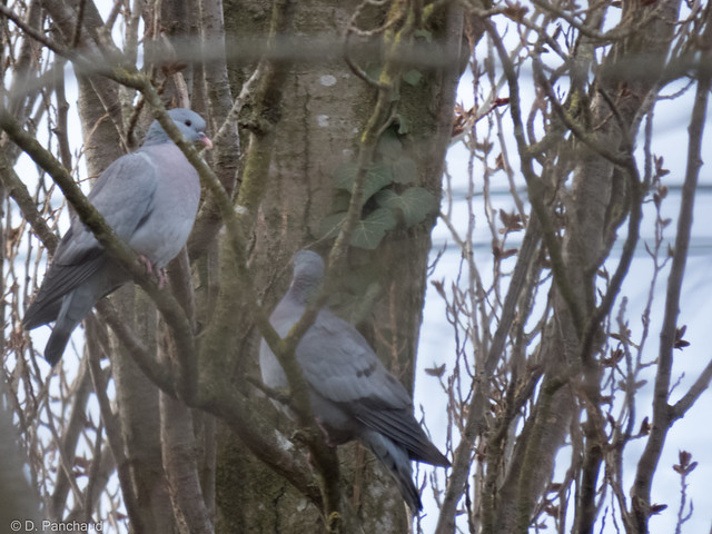 Two stock doves in the poplars