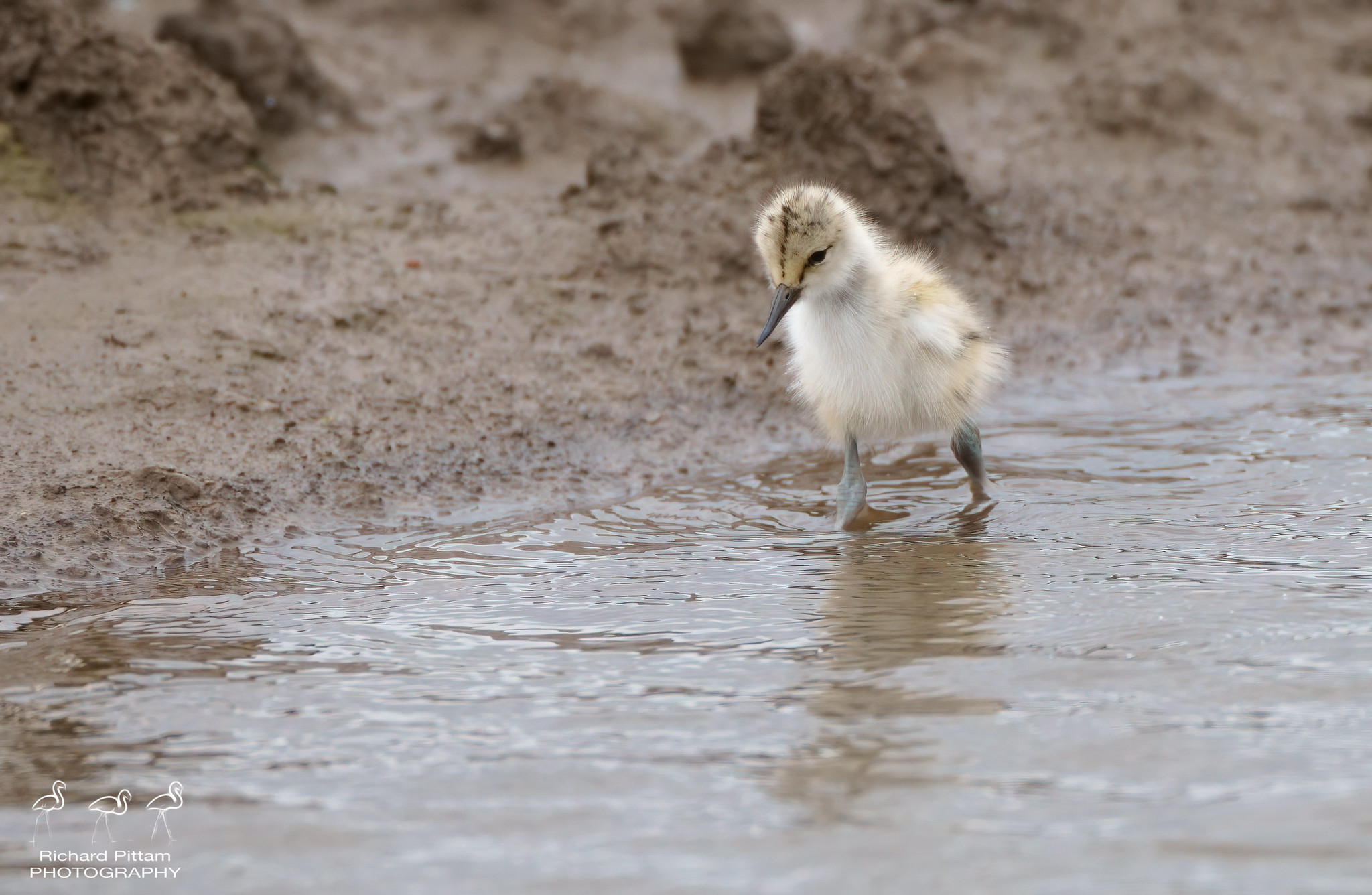 Young Avocet