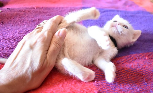 Chimo, gatito siamés Red Point súper guapo nacido en Abril´21, en adopción. Valencia. ADOPTADO. 51198924875_5b1840ae6c