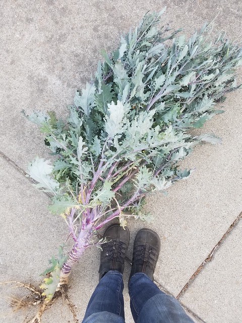 Red Russian Kale