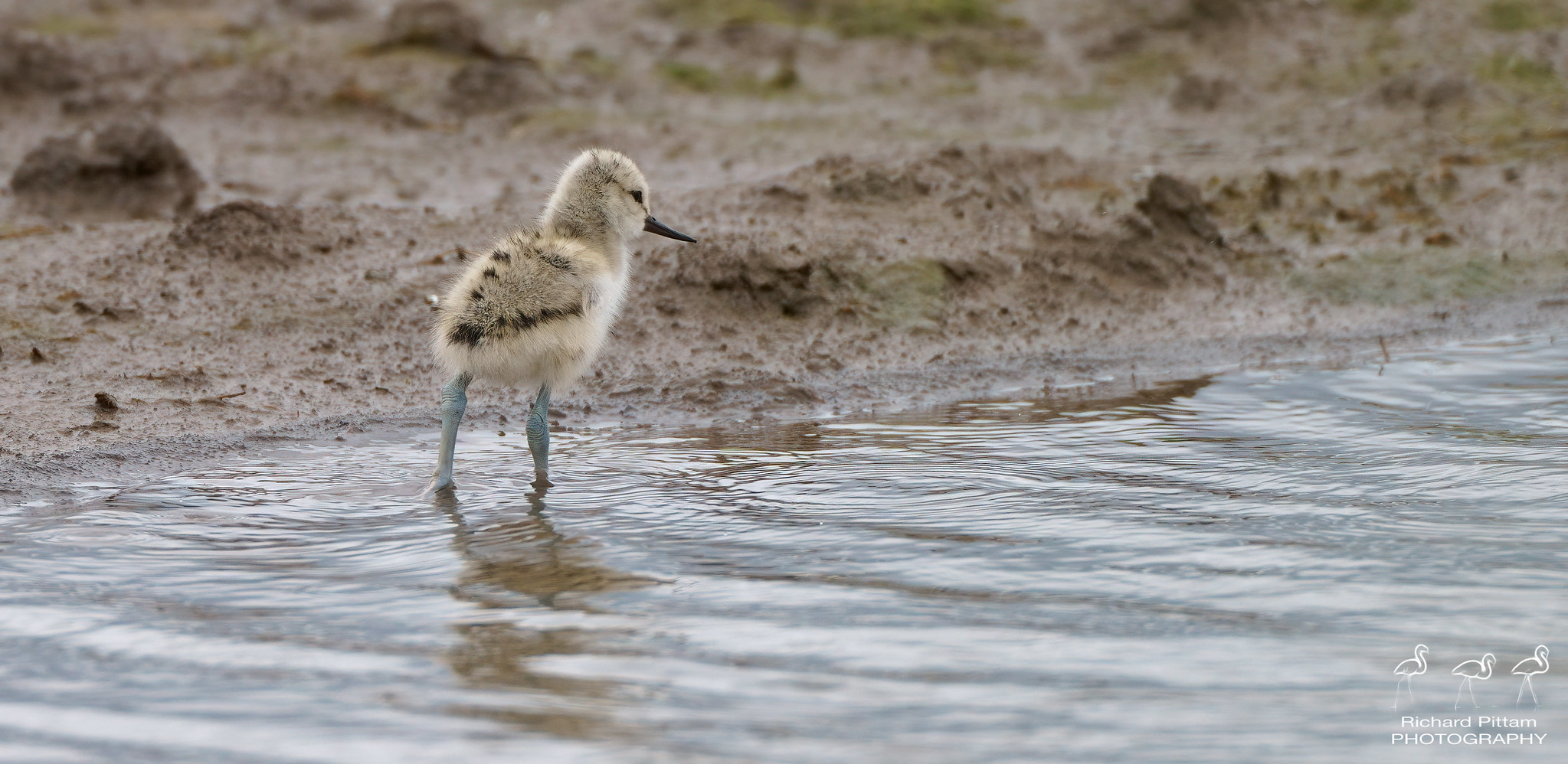Young Avocet