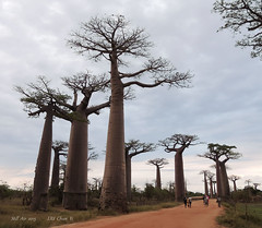 Avenue of the Baobabs (1)  (MG-ABB-00010-2015)