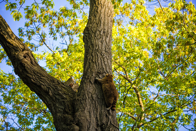 Raton laveur accrobranche / Tree climbing raccoon