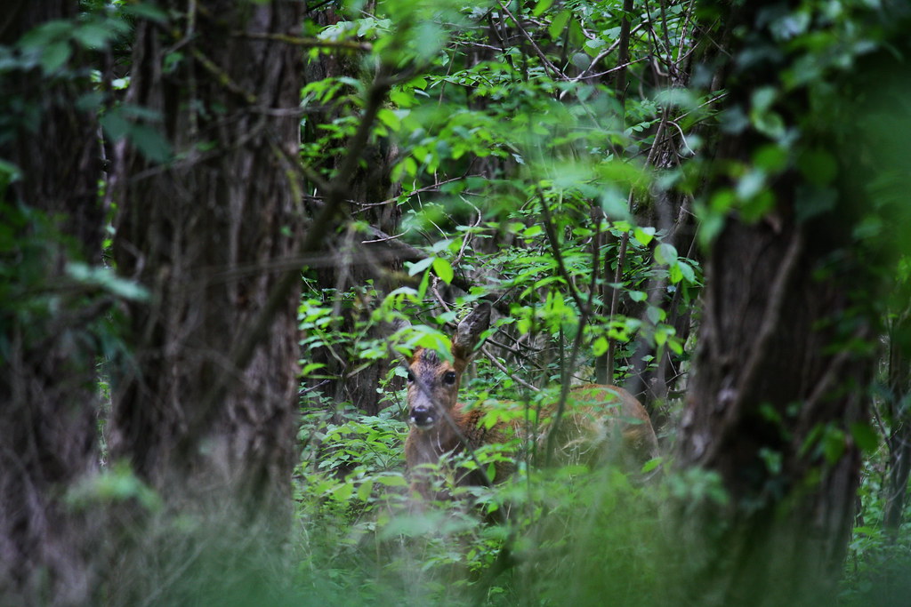 Hiding deer / Reh im Unterholz