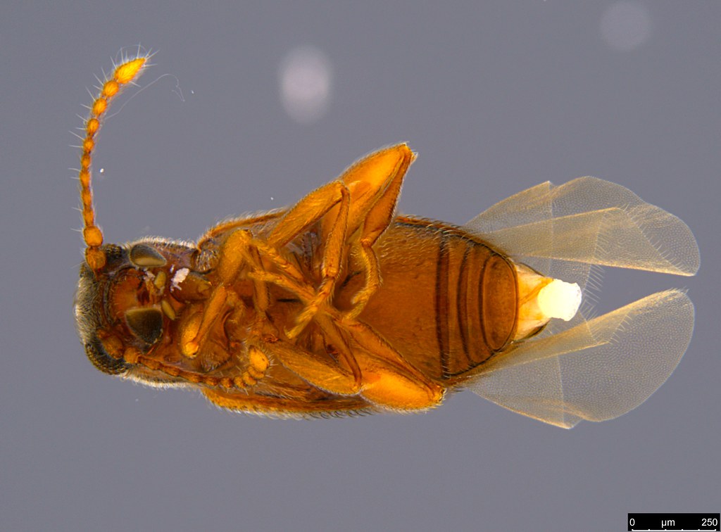 7b - Coleoptera sp.
