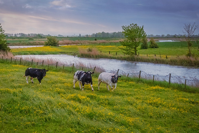 A spring morning in the Ostend Creeks