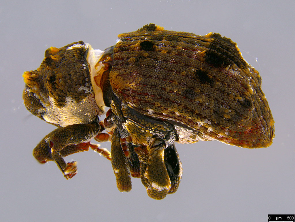 5a - Curculionidae sp.